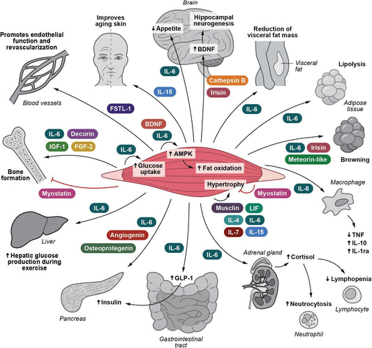Scientific illustration representing myostatin inhibition and skeletal muscle growth