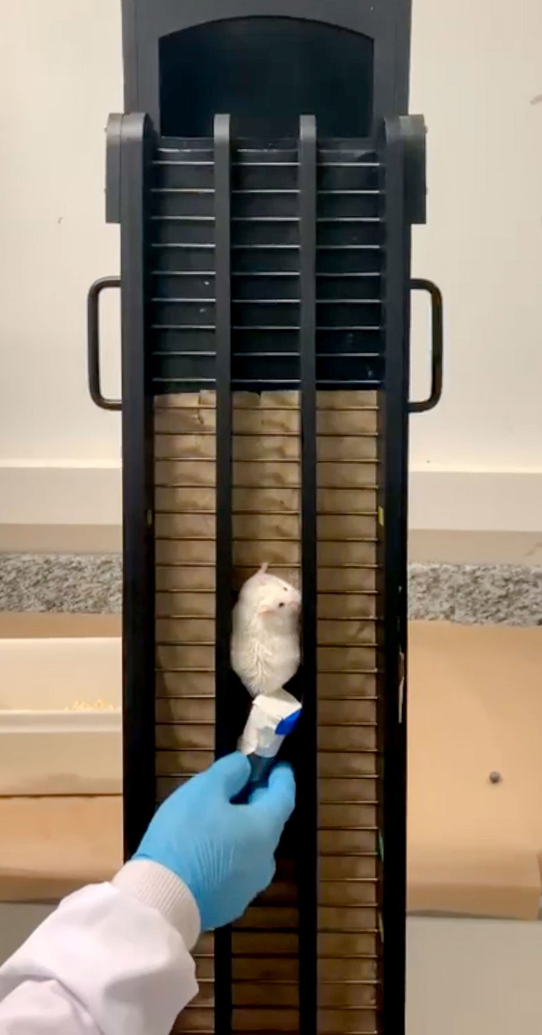 Laboratory mouse climbing a weighted ladder in the 2026 resistance-training fat-cell experiment
