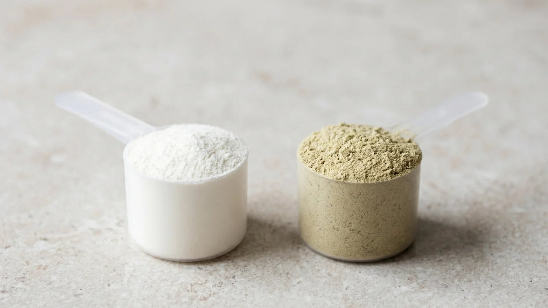 Two measuring scoops of whey and plant-based protein powder shown side by side